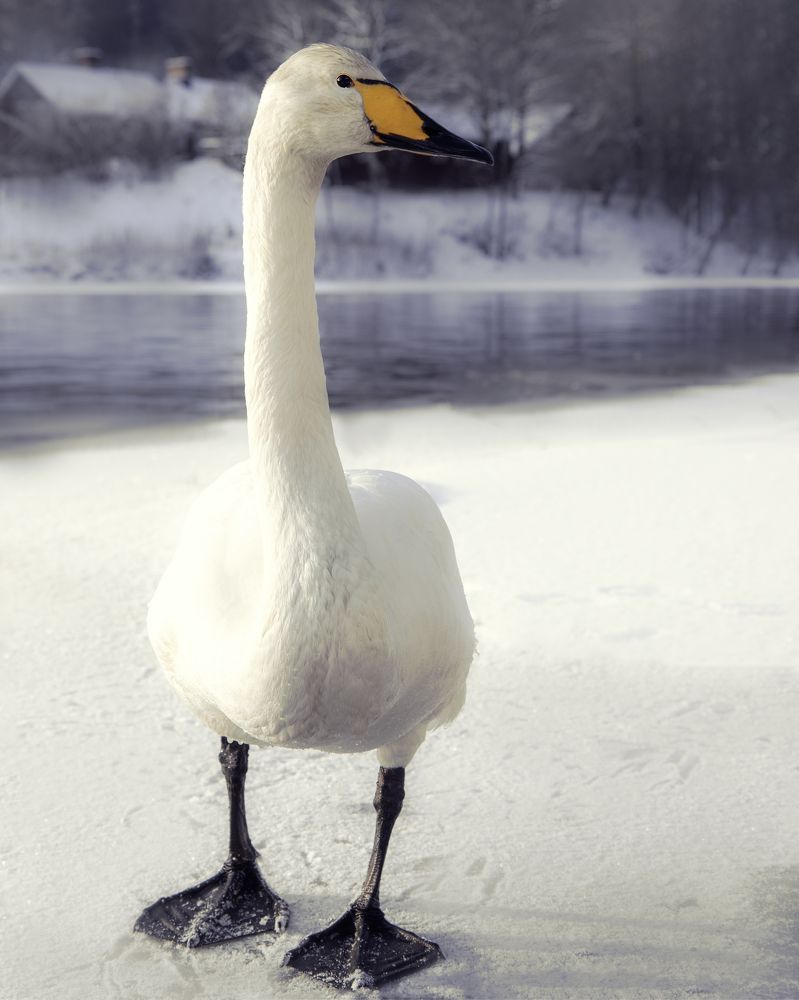 Swan