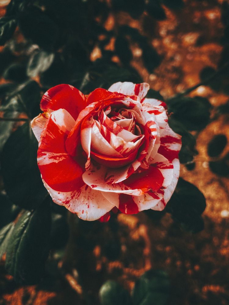 Photograph by Yelena Yakubov