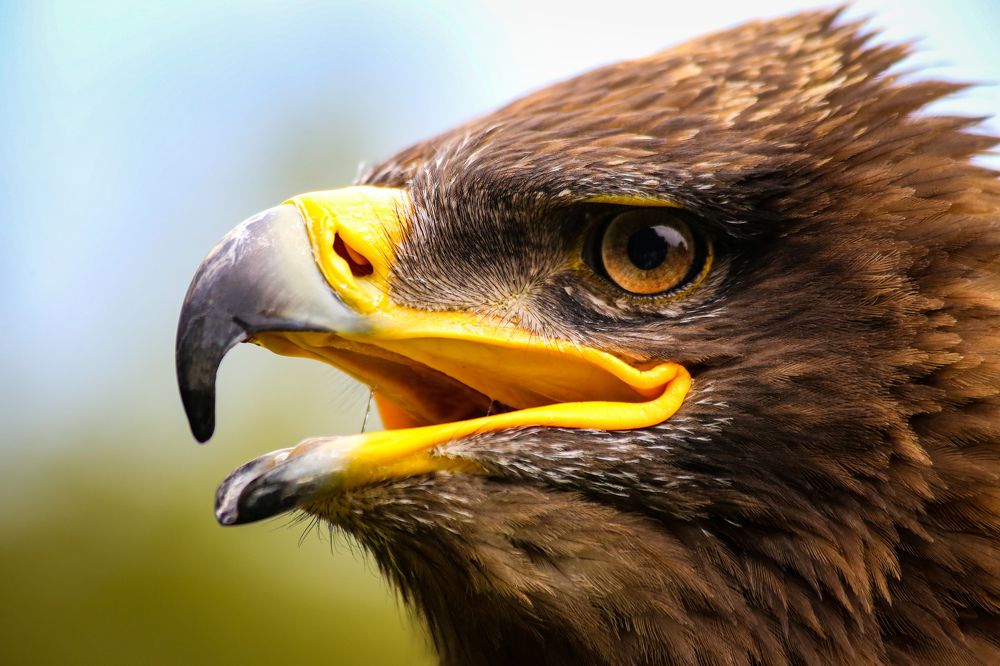 Фотография автора Andrej Levius