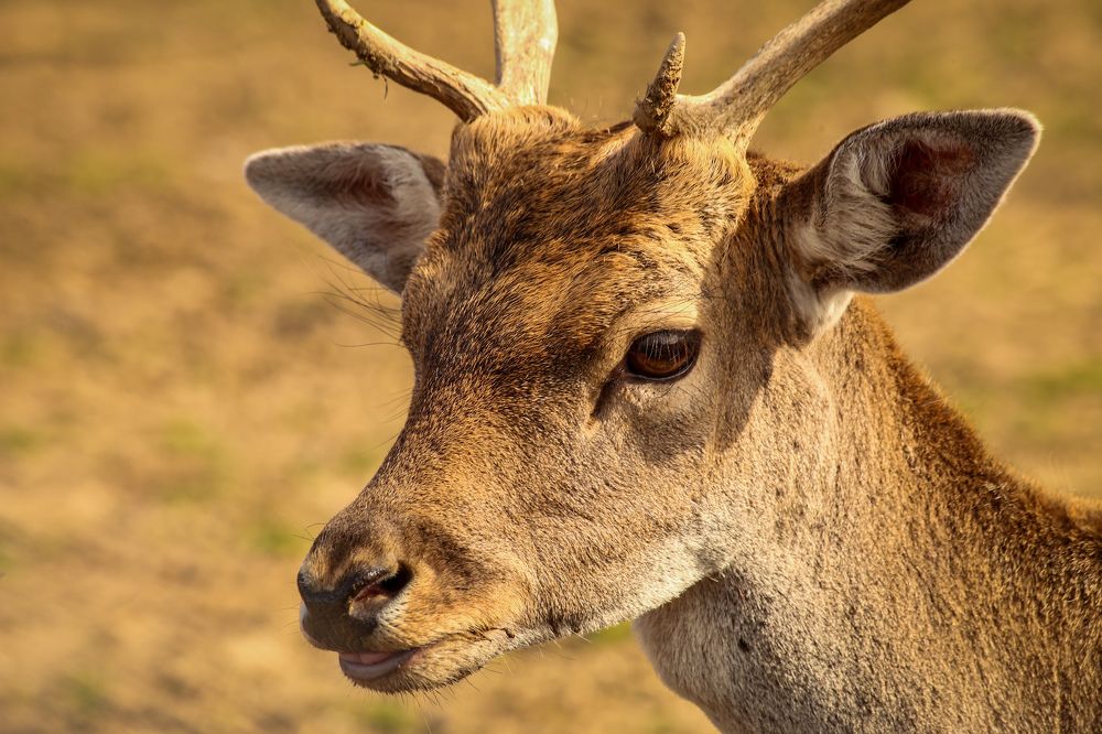 Фотография автора Andrej Levius