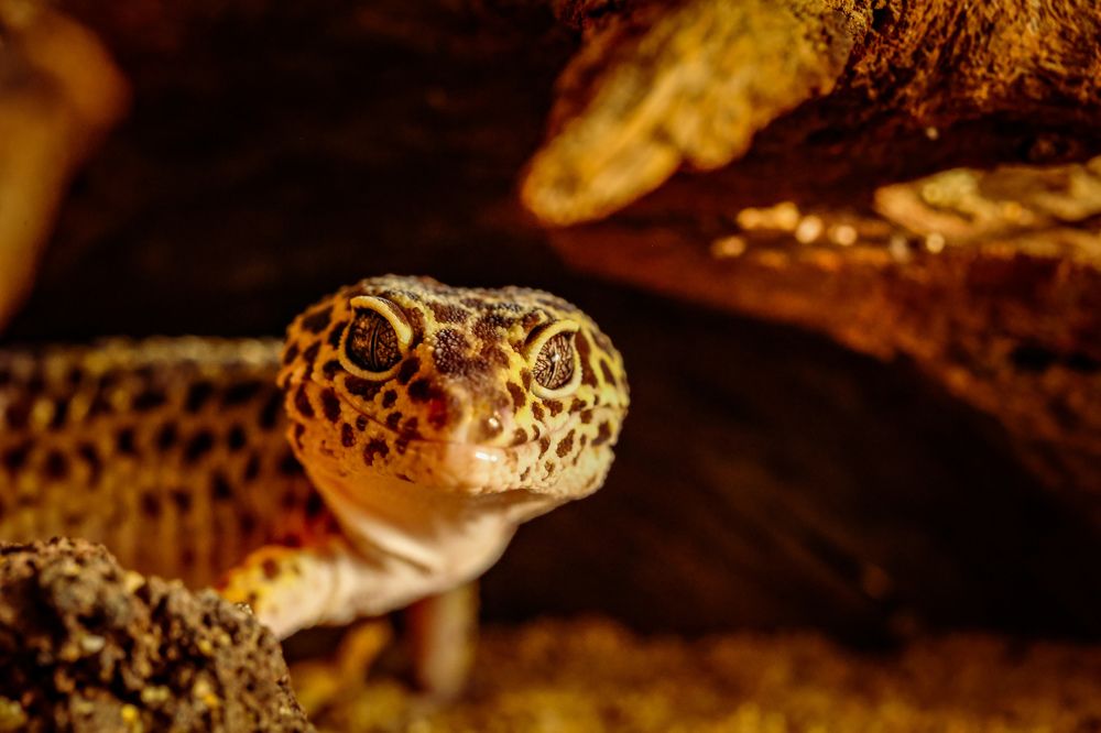 Фотография автора Andrej Levius