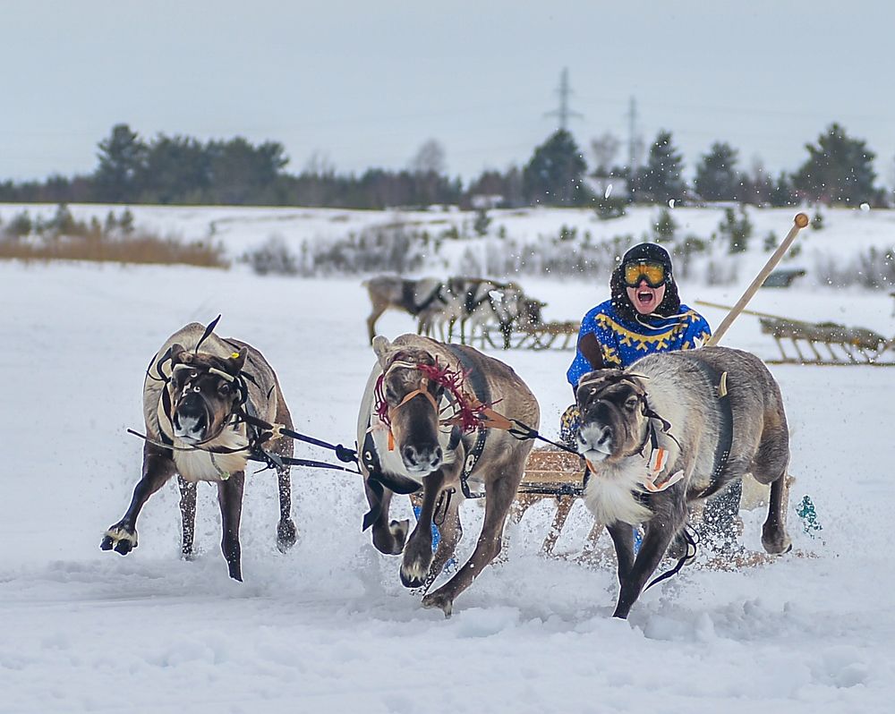 Неси меня вперёд олень!!!!