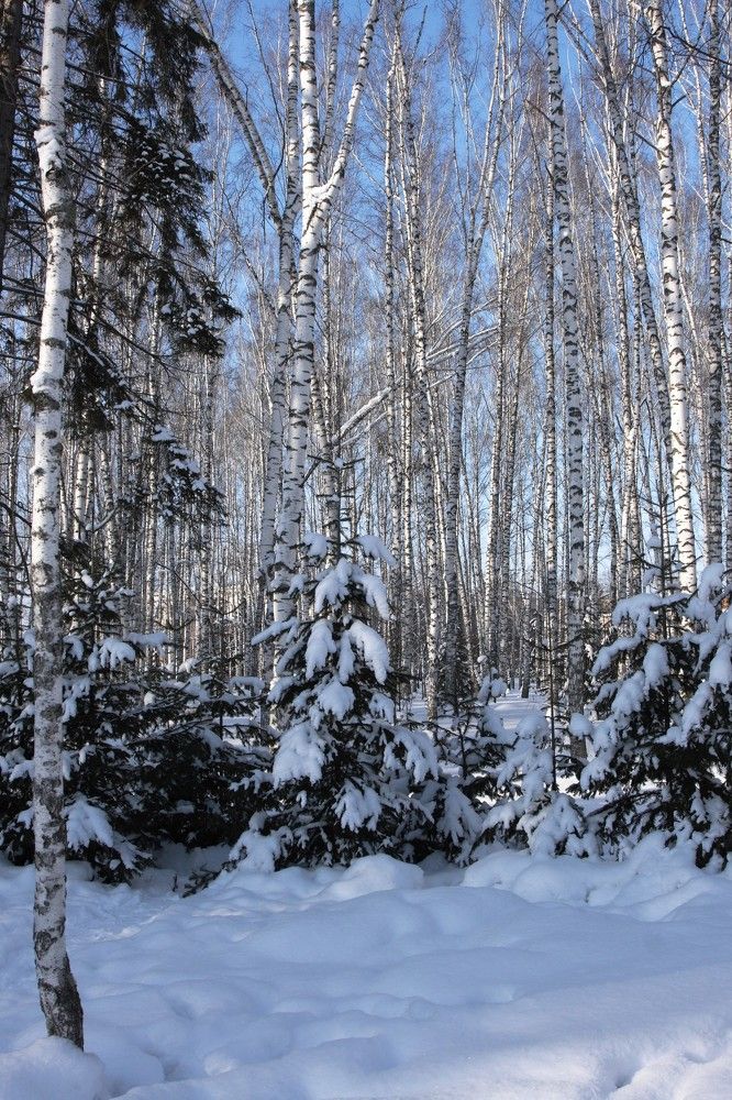 Photograph by Светлана Олина