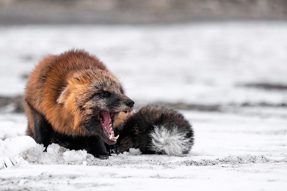 Photograph by Артём Белошицкий