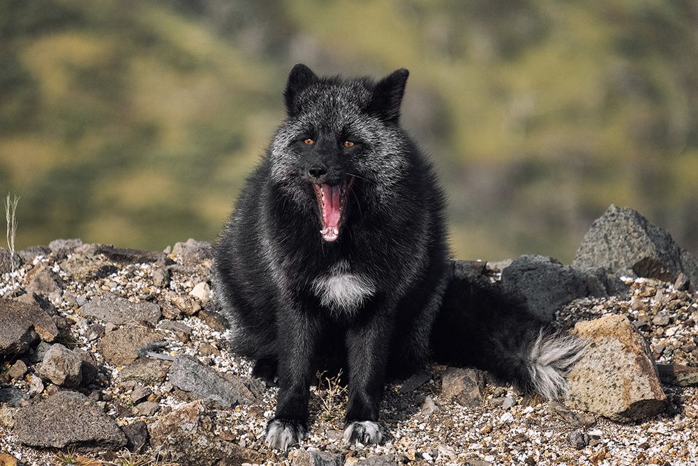 Photograph by Артём Белошицкий