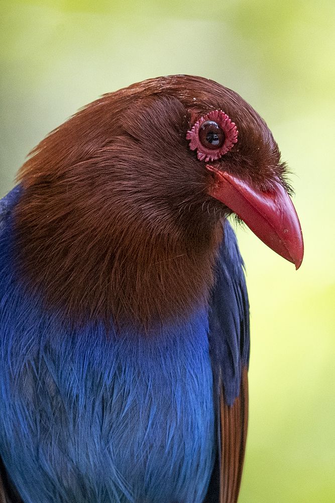 Sri Lanka Blue Magpie