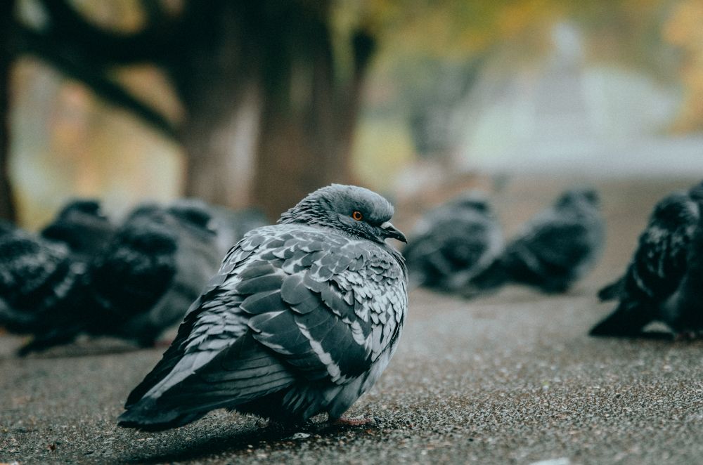 Истинные жители города