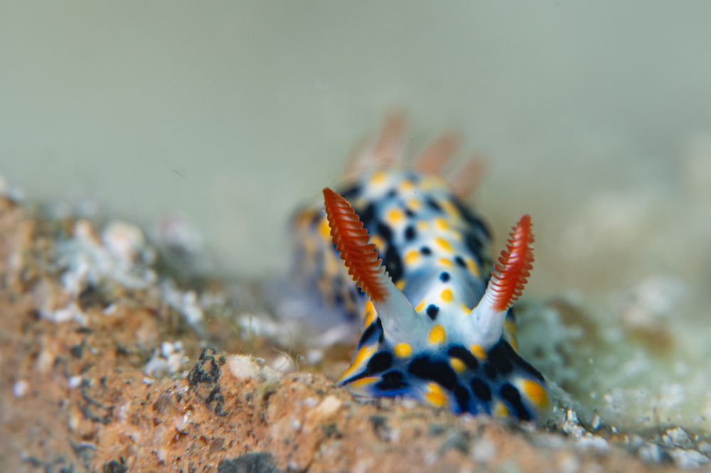 Photograph by Osama Abuassonon