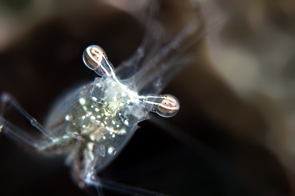 Photograph by Osama Abuassonon