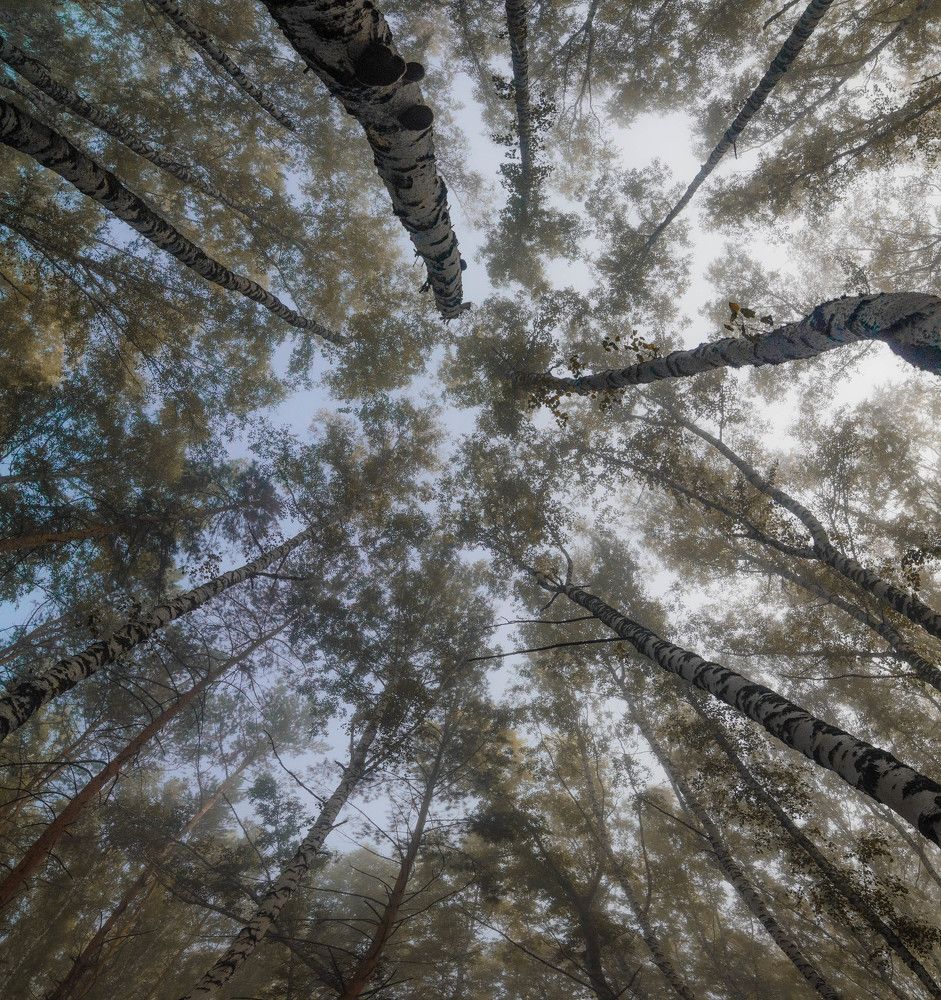 Туманное утро