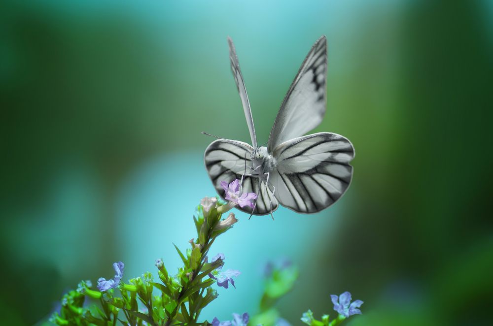 Photograph by Andan Muhammad