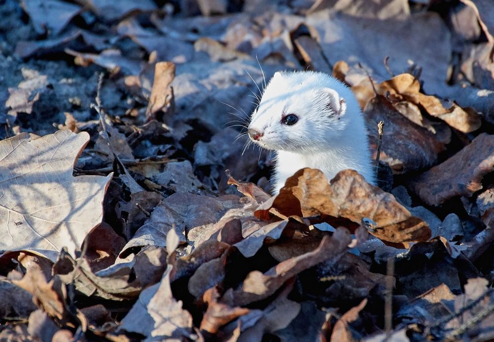 Симпатичная блондинка желает познакомится -:))