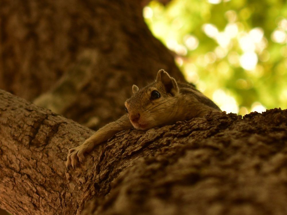 Photograph by Rohil Jain