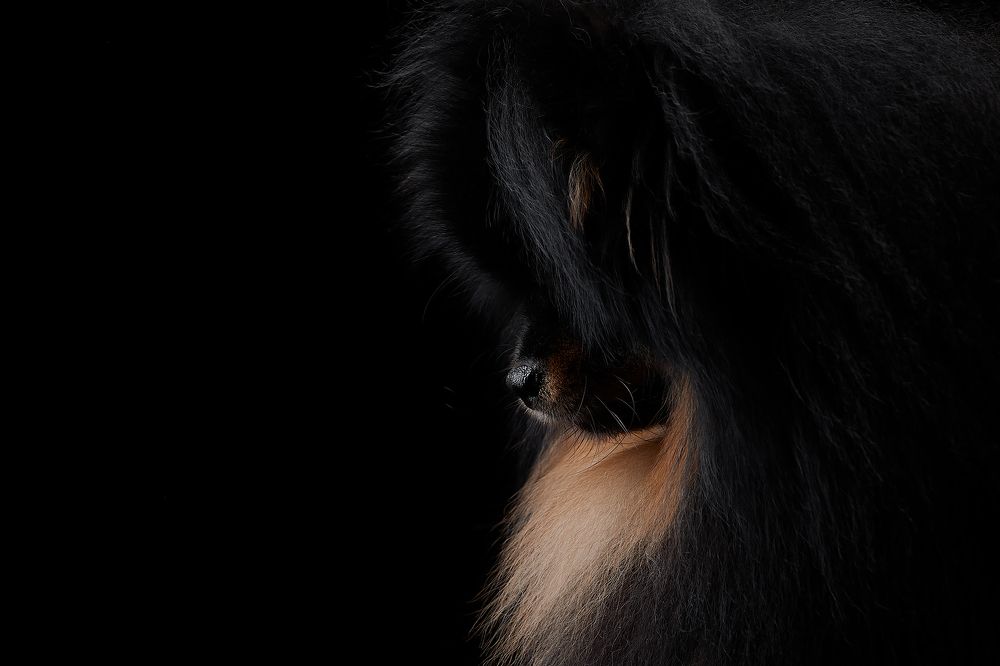 На черном. Собаки.