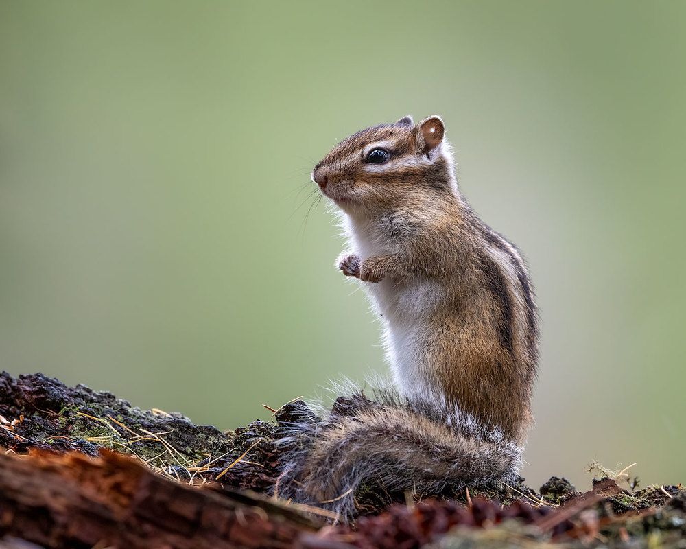Алтайский бурундучок.