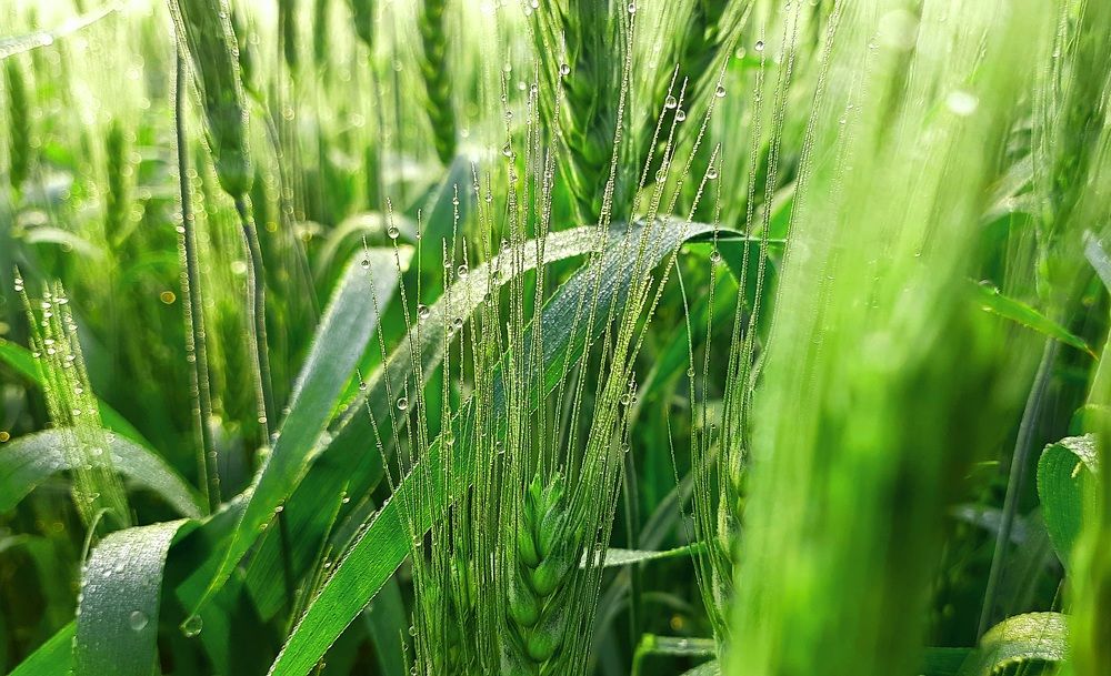 Wheat plant with natural pearls