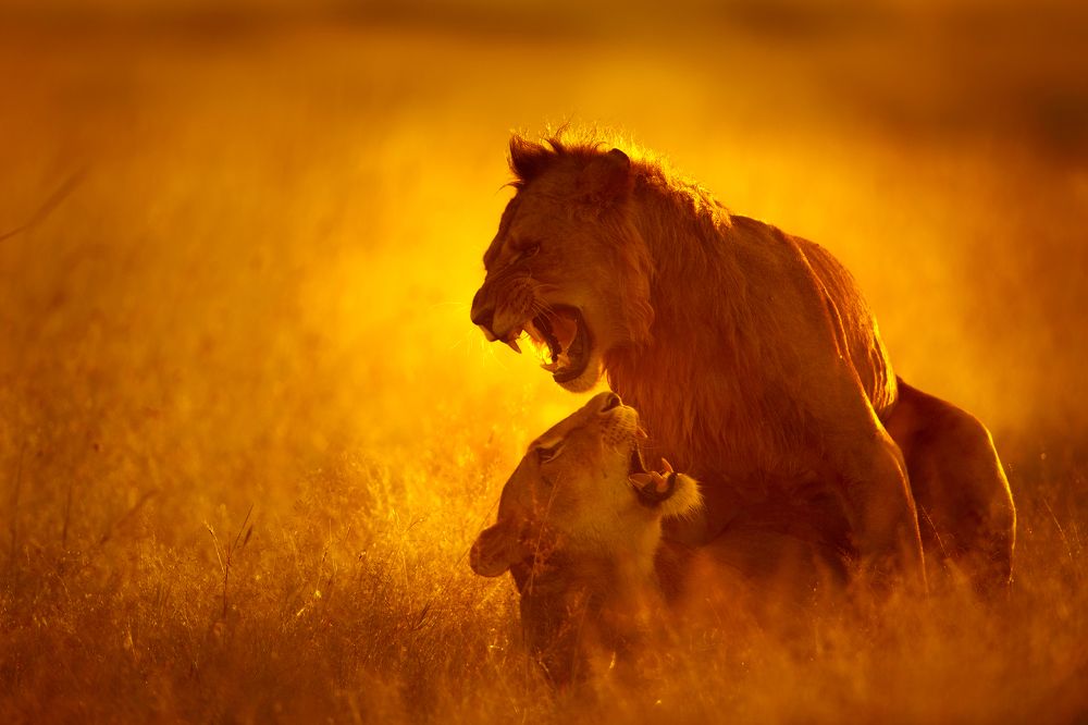 Photograph by Dilip Shah