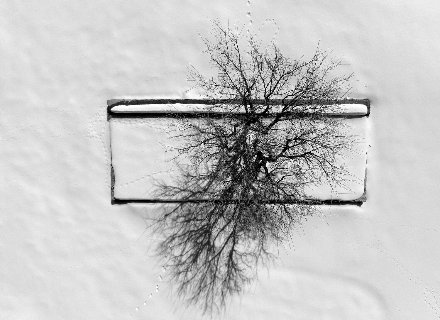 tree
