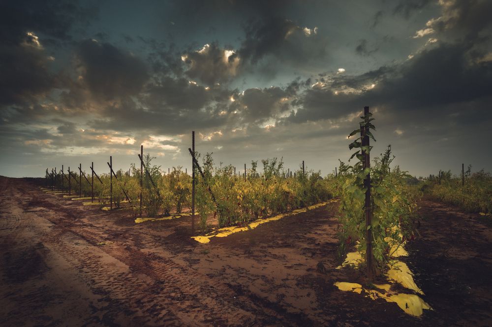 Photograph by Gennady Zilberis