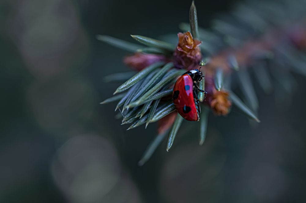 Photograph by Кристина Кудрявцева