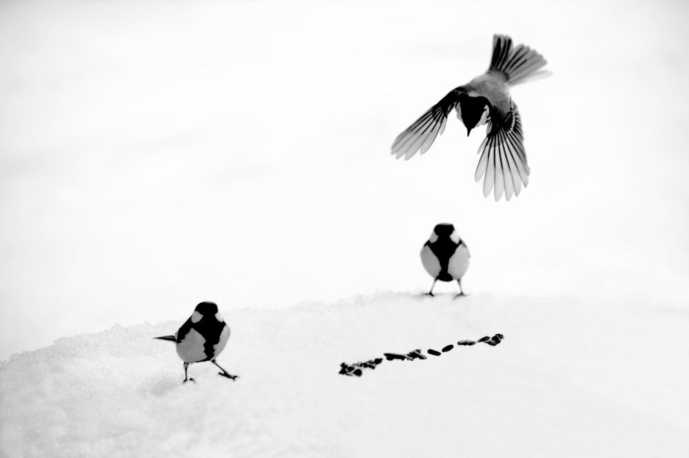 Синичкин аэродром