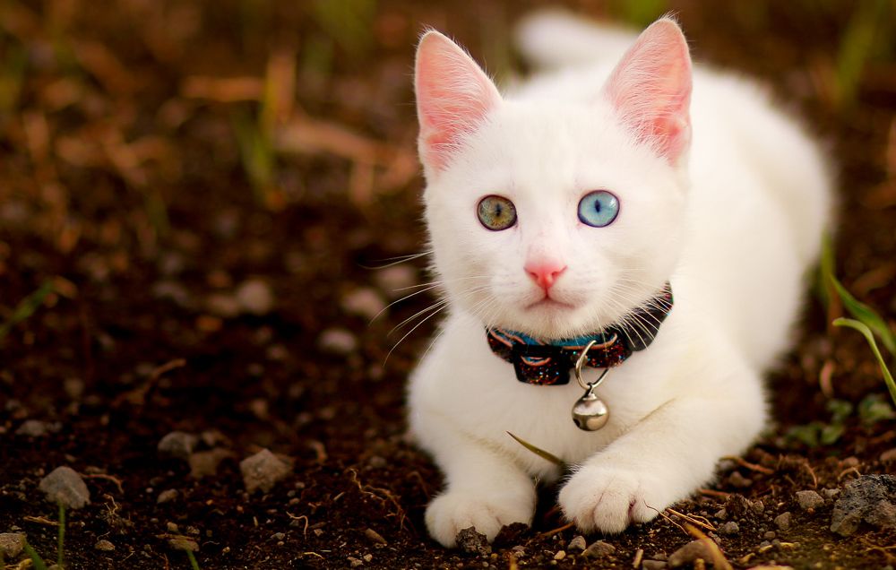 Photograph by Diana Dincheva