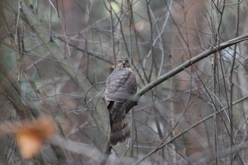 Ястреб на охоте