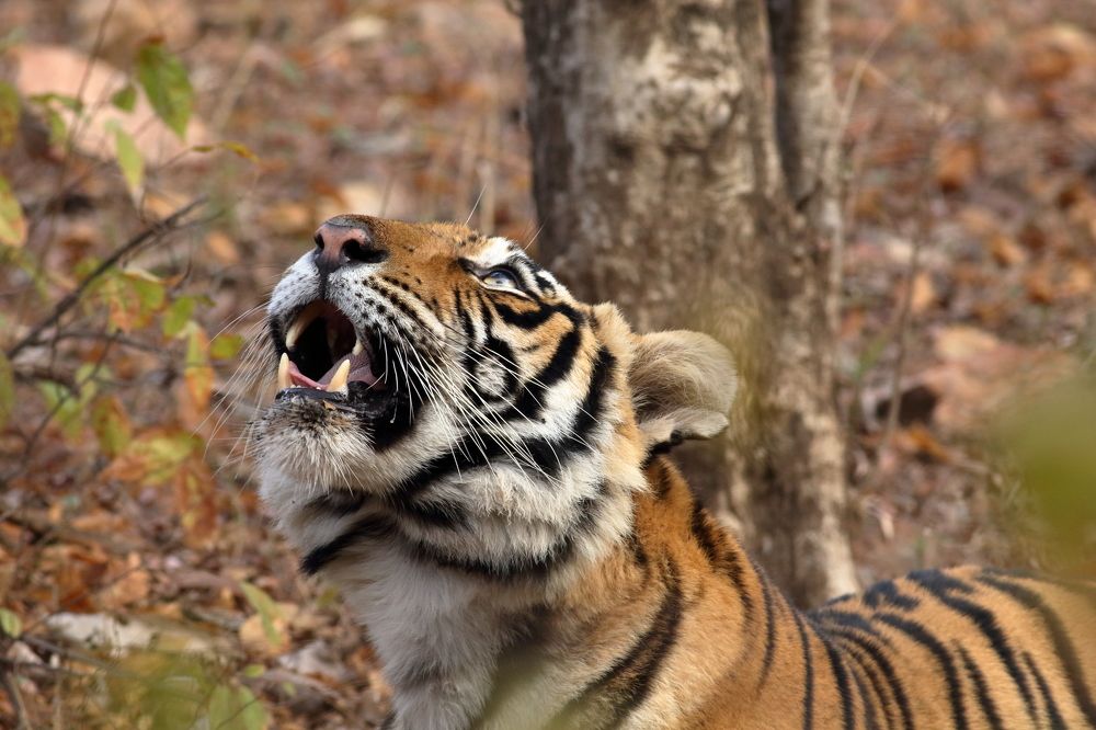 Photograph by Pulkit Satwara