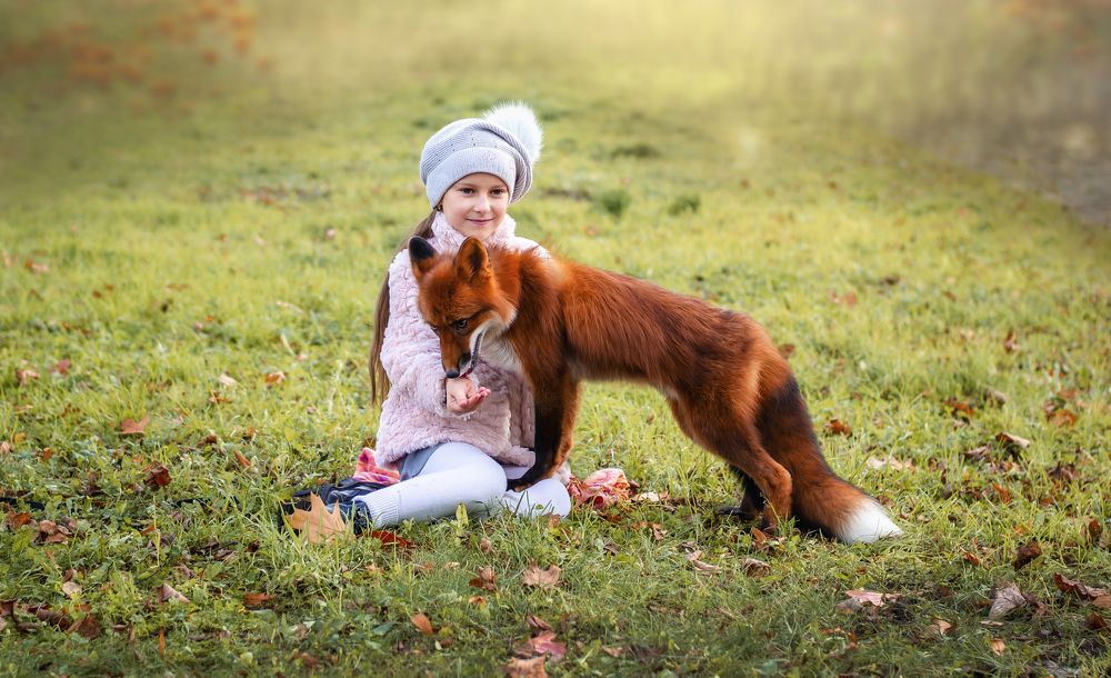 Golden autumn and red fox
