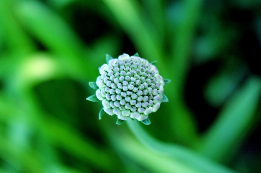 Фотография автора Kumar Pallav