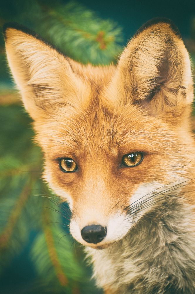 Фотография автора Святослав Романяк