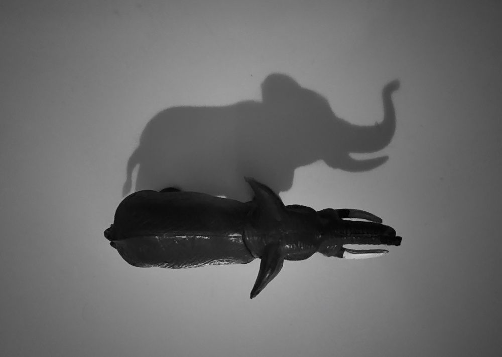 Photograph by Gino Rapheal