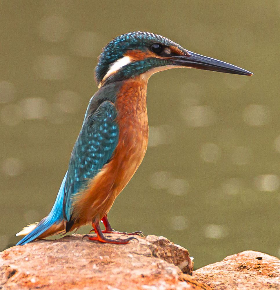 Фотография автора ADLER GOLDFARB