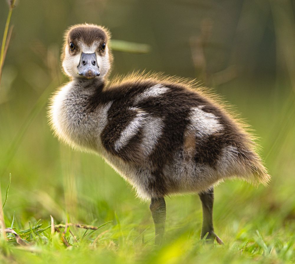 Фотография автора ADLER GOLDFARB