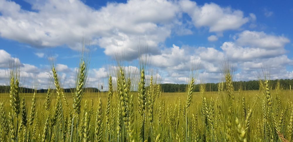 Русское поле.