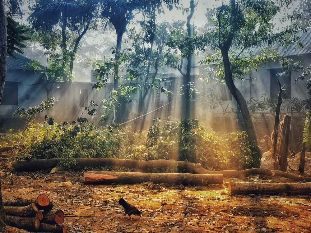 Winter Morning Sunlight