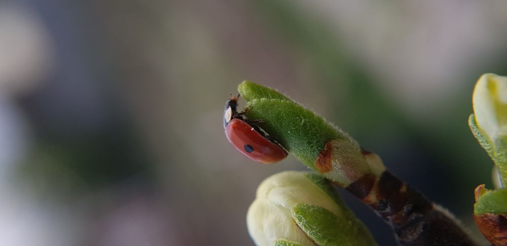 Весенняя красавица.