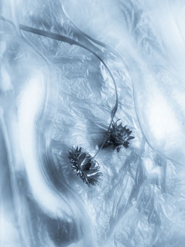 Сухие цветы