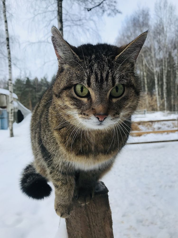 Где же этот Март!