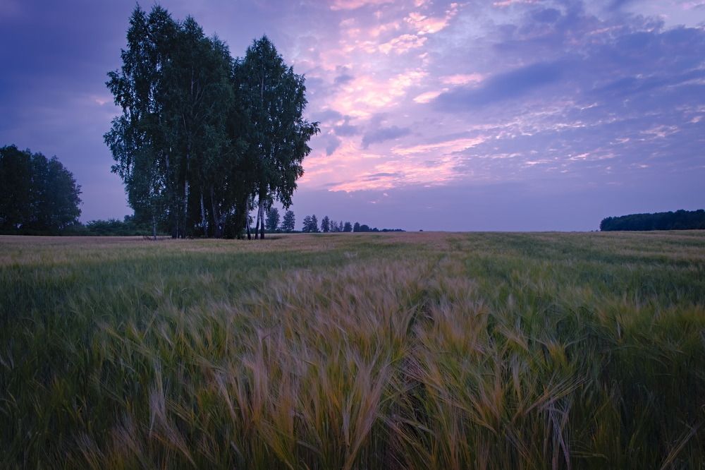 "Золотое поле"