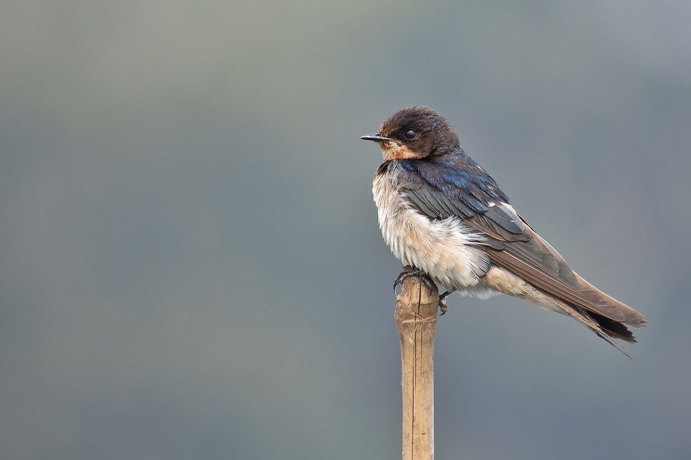 Fascinating Barn Swallow enjoying the last light of setting Sun after it's busy schedule..