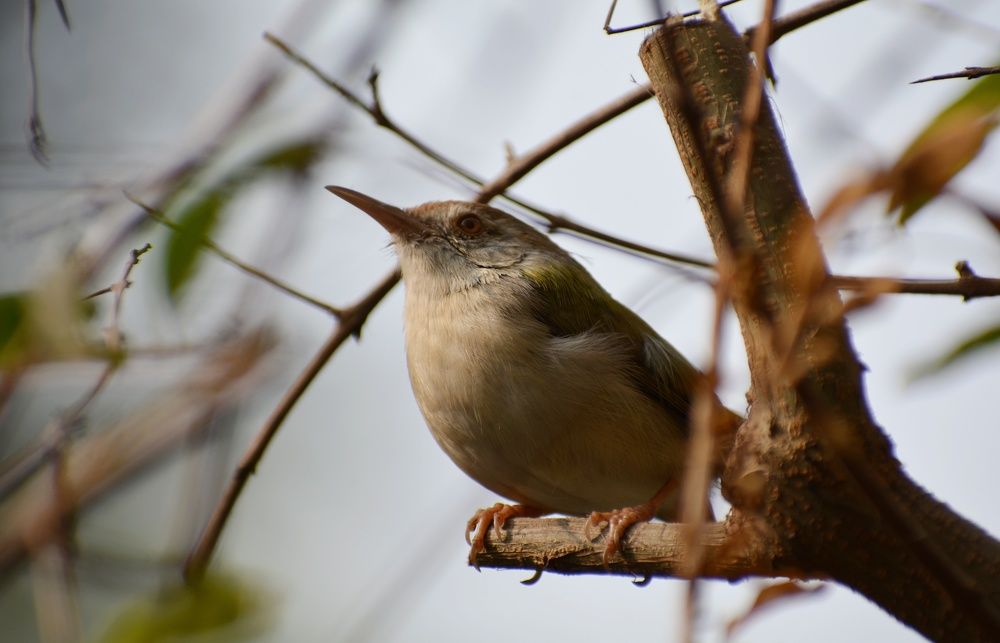 Photograph by Shoumik Bhattacharya