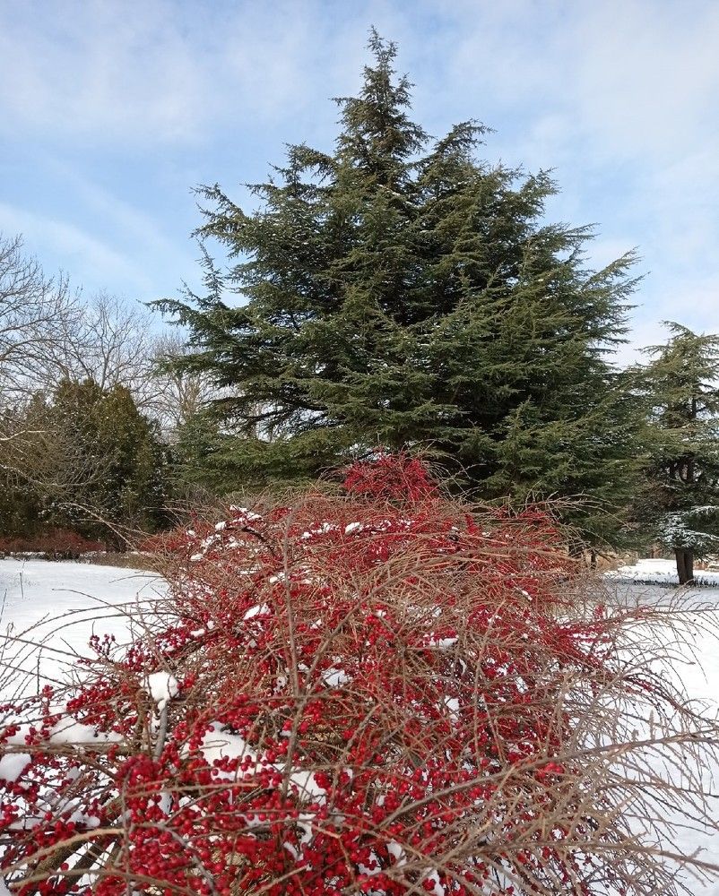 Photograph by Челышева Ирина