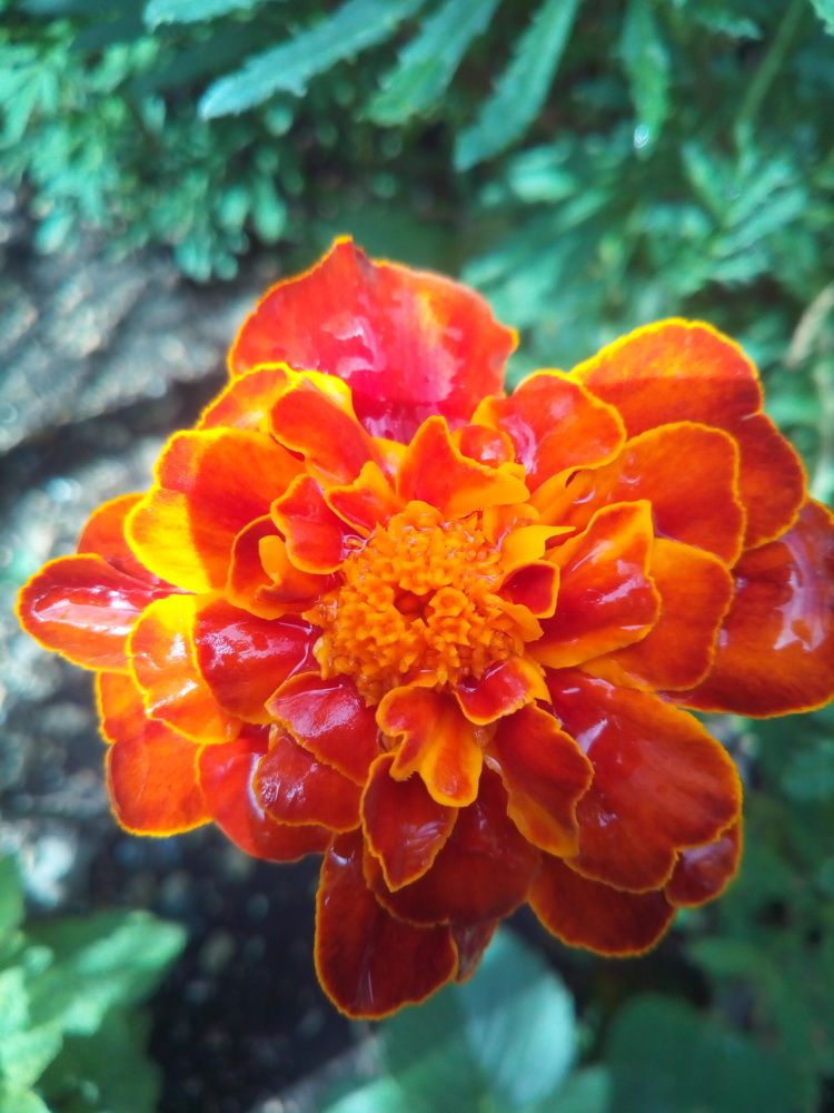 Photograph by Челышева Ирина