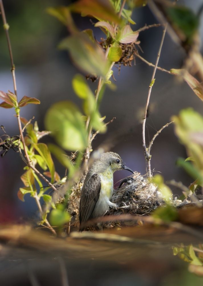 Photograph by Shoumik Bhattacharya