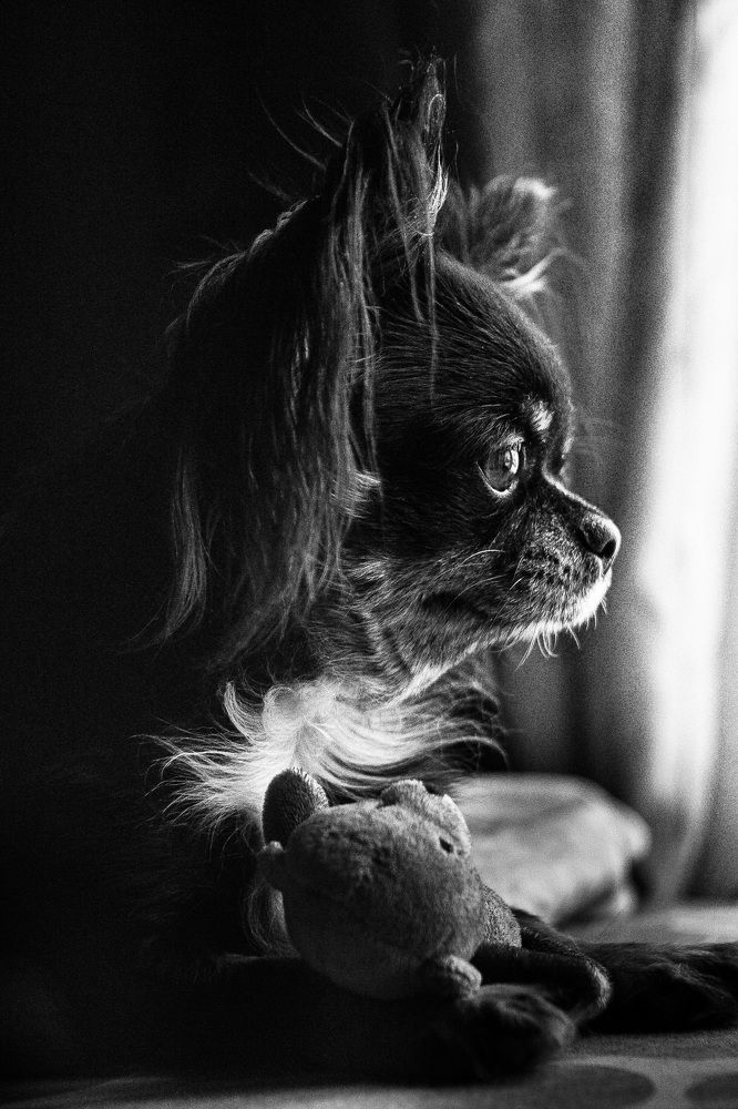 Портрет чихуашки