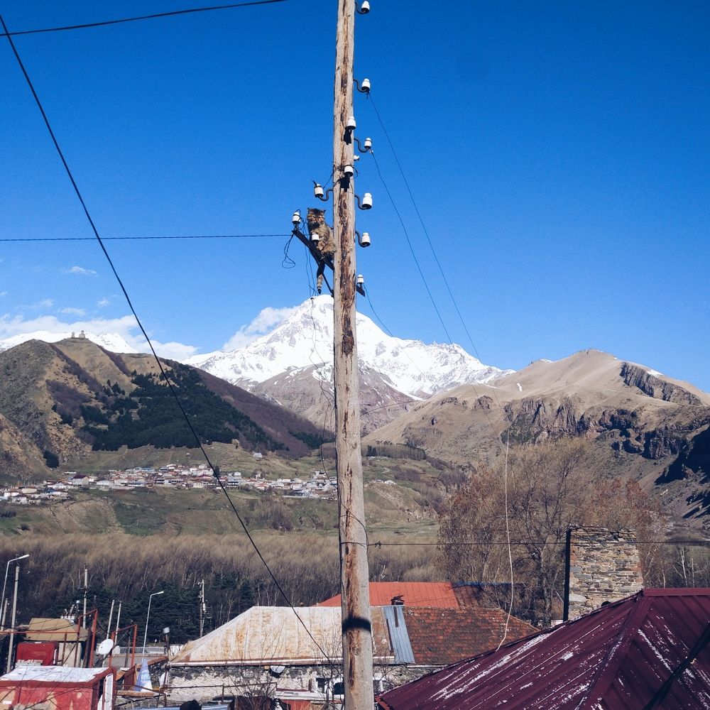 Кот на проводах