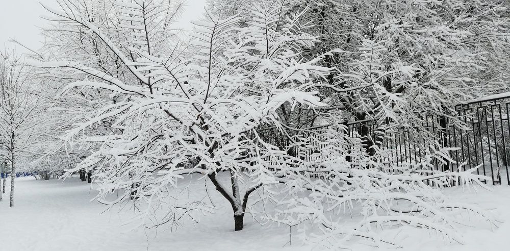 Зимние одежды для деревьев