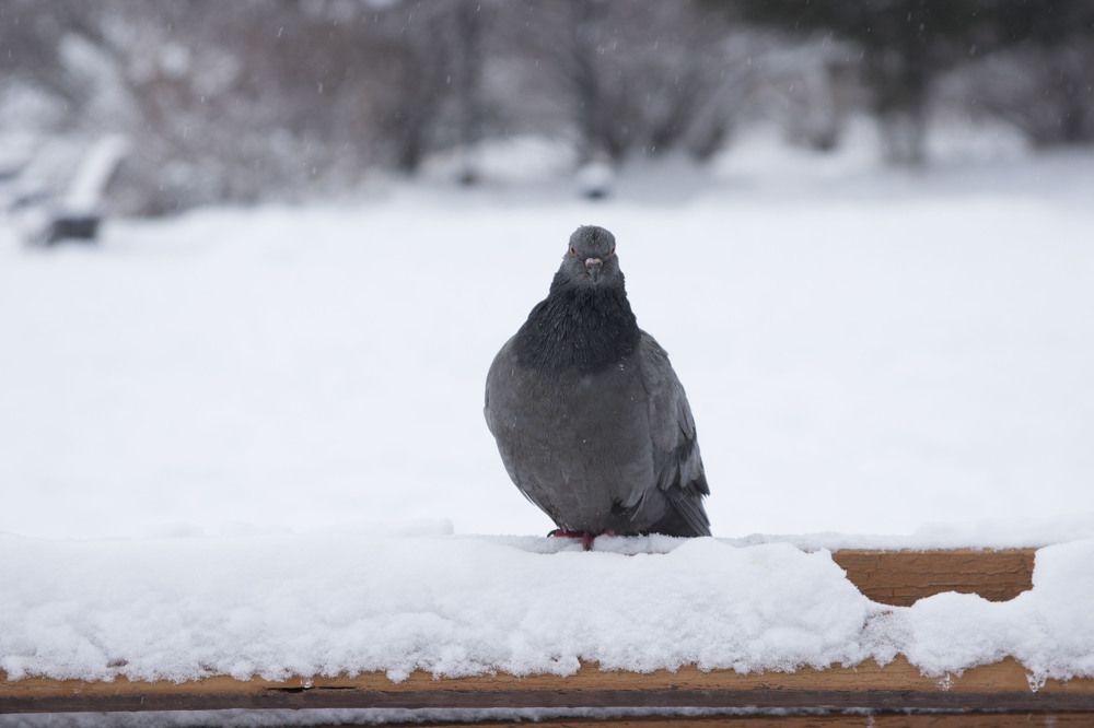 Photograph by Сергей Ружников
