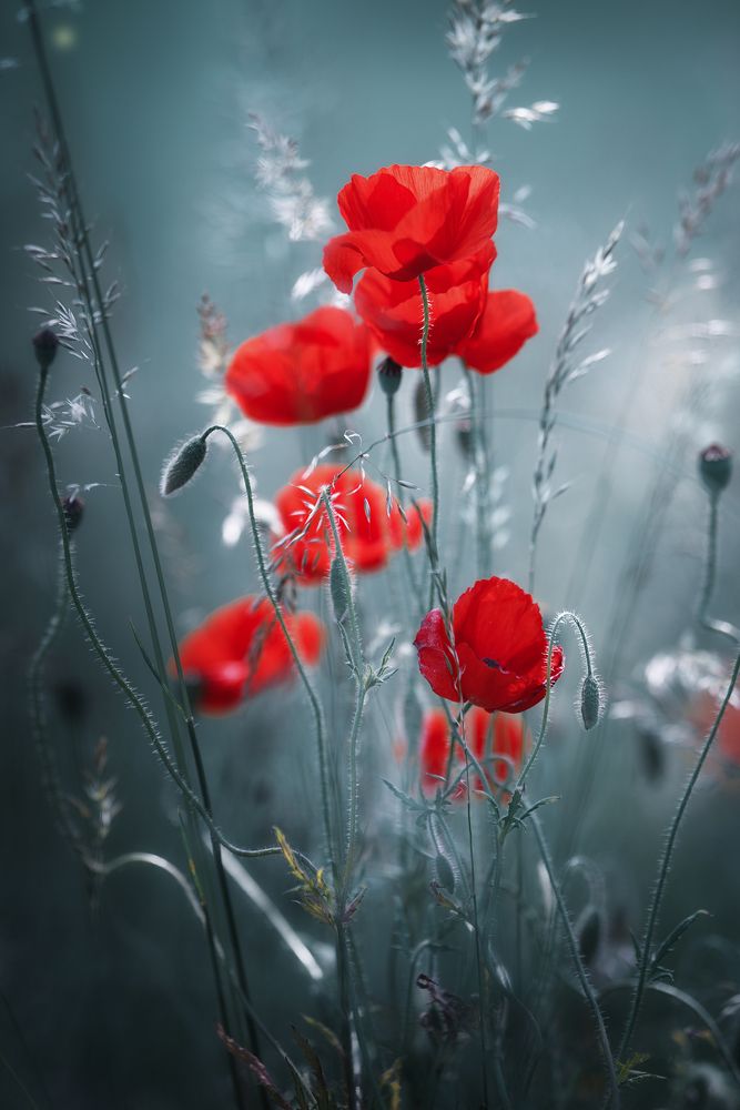 Photograph by Zanfoar